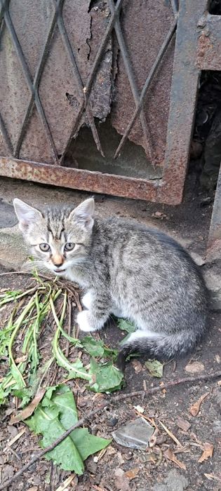 Cztery piękne kociaki do adopcji
