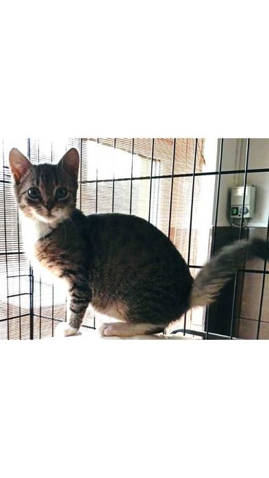 4mies.PRZYTULAŚNY, buro-biały kocurek (adopcja)