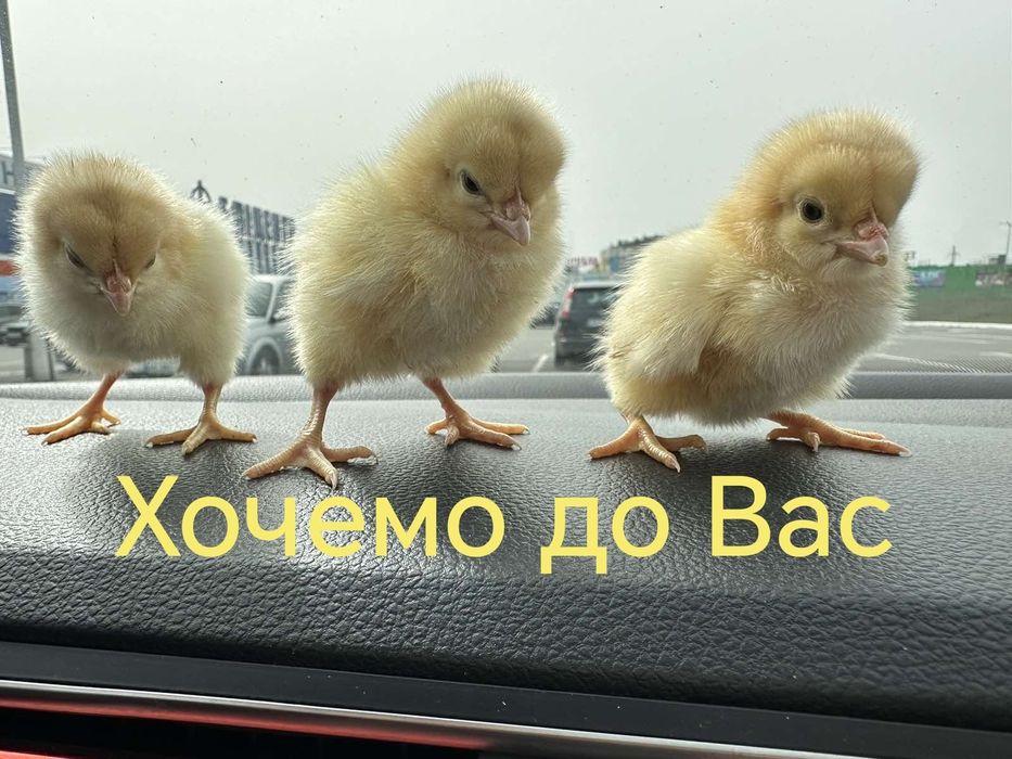 Цыплята Циплята Курчата ДОБОВІ Несушка Крос Браун Сенді Півники Півні