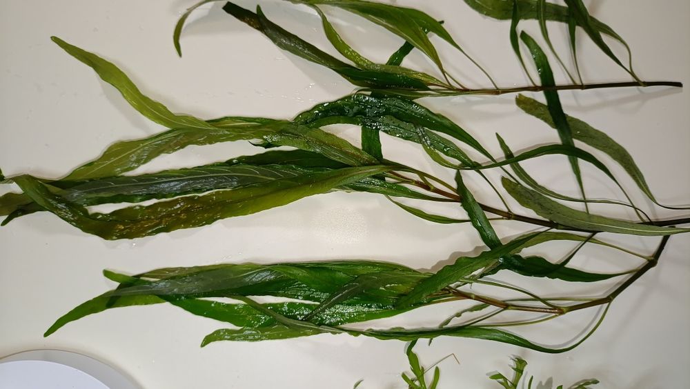 Набір акваріумних рослин