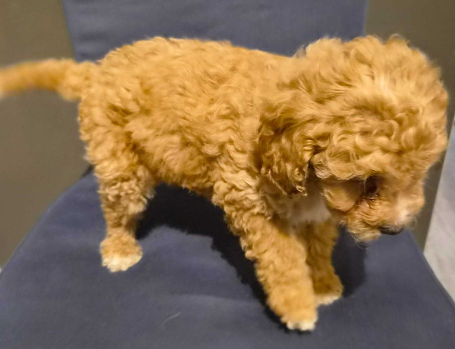 Labradoodle Chłopiec