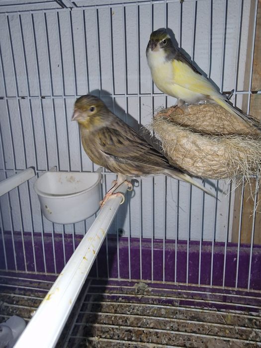 Plantel de canários para cedência