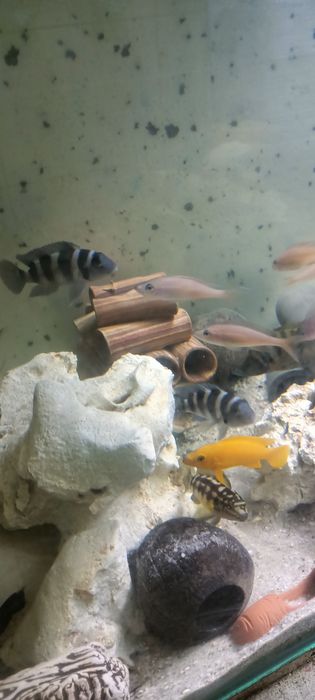 Neolamprologus lelupi f1 tanganika tretocephalus