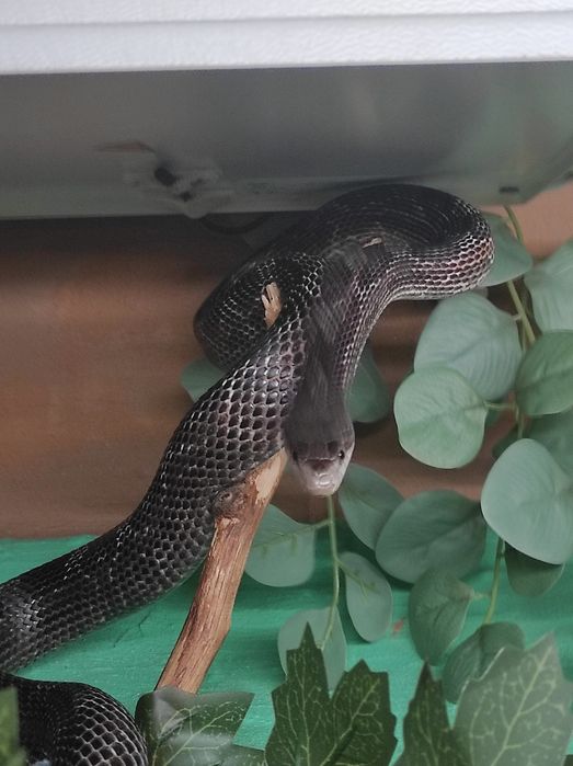 Duże terrarium z wężem