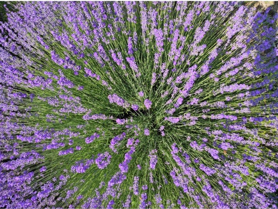 Ефірна олія Лаванда. Эфирное масло Лаванды