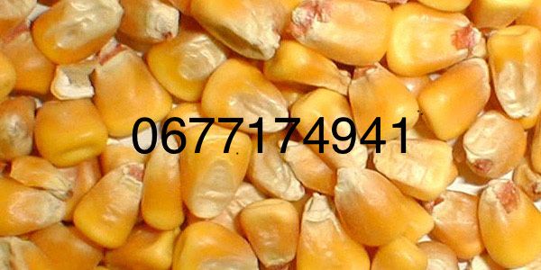 Продам кукурудзу від 500кг-1т