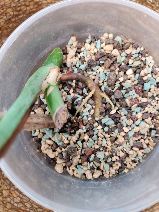 Monstera aurea amarela