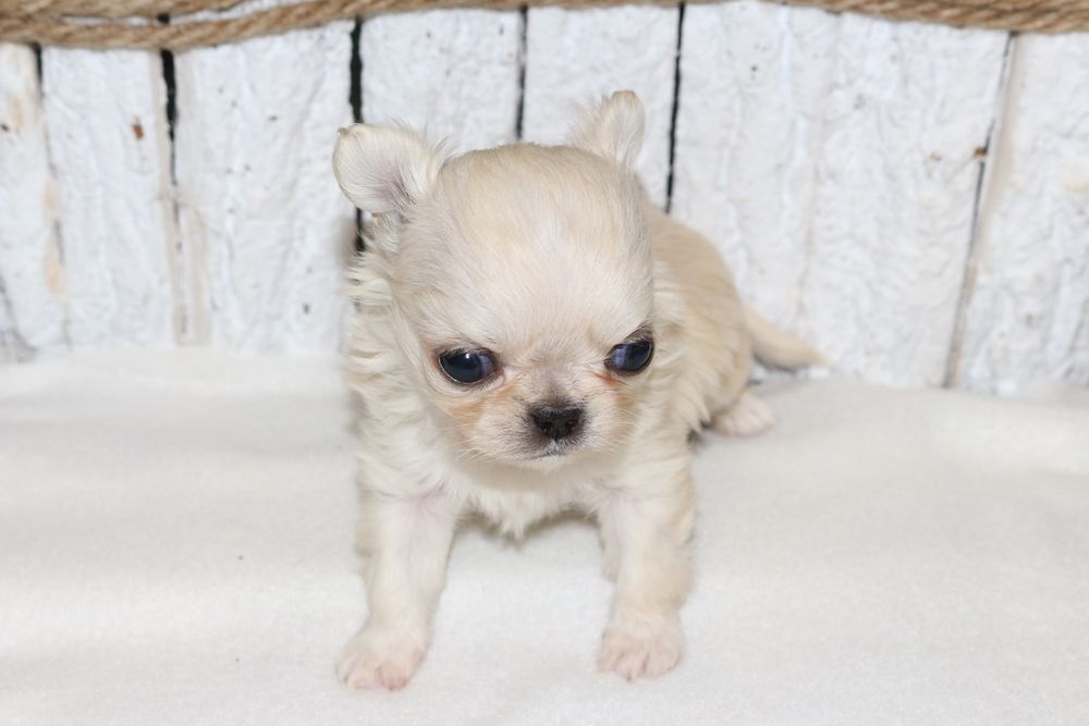 Przepiękny mini chłopczyk Chihuahua ZKwP FCI