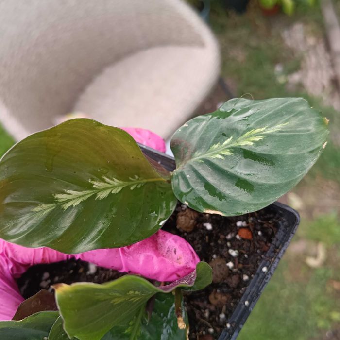 calathea/kalathea Maui Queen kilka małych sadzonek