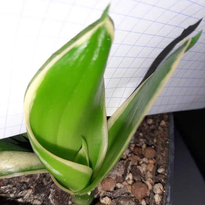 Sansevieria Haney Boney