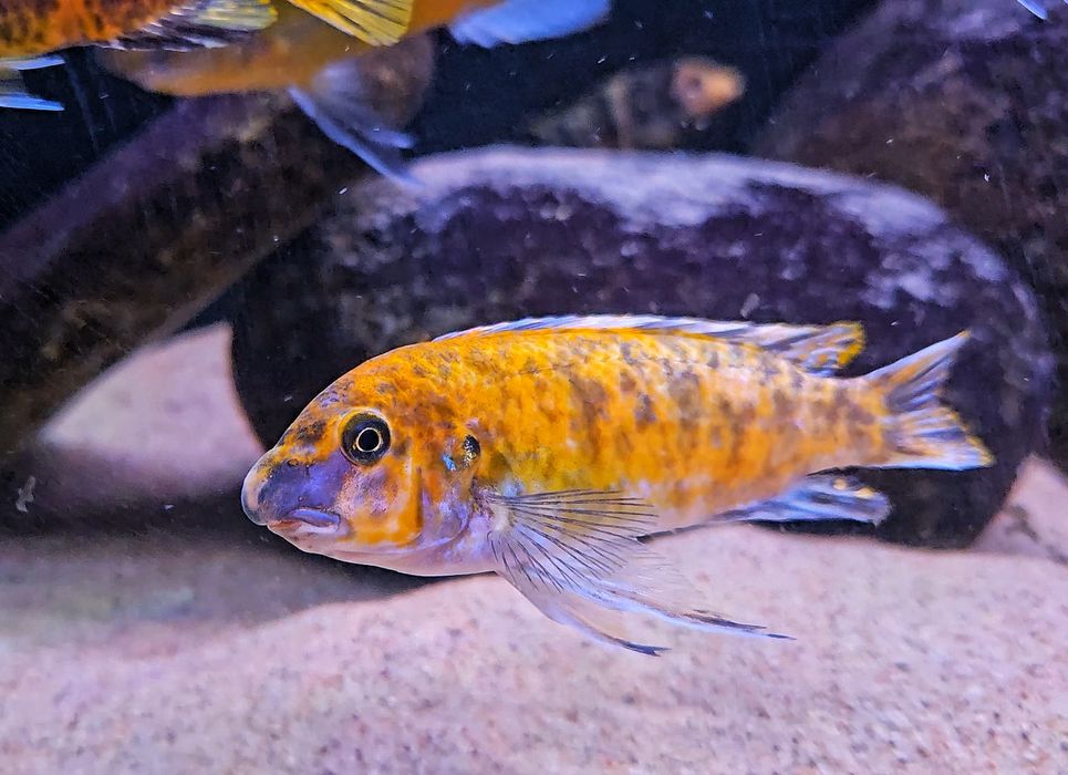 Labeotropheus trewavase chilumba