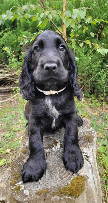 Cocker spaniel angielski gotowy do odbioru