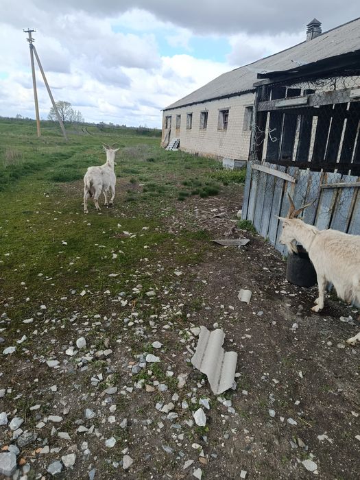 Продам кіз,молодих,діцних