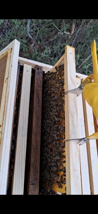 Apicultura - Retiro Enxame de Abelhas ( sem custos )