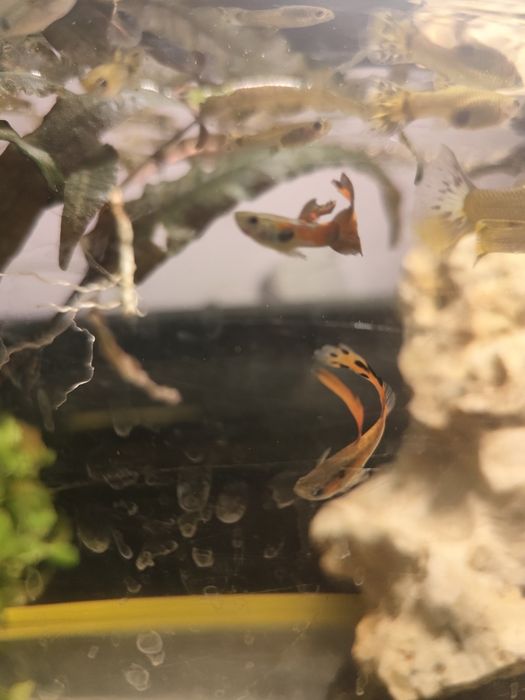 Zamienię gupiki mix