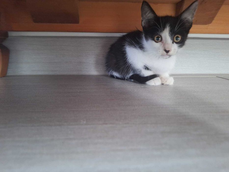 Adoção de Gatinho - Leiria
