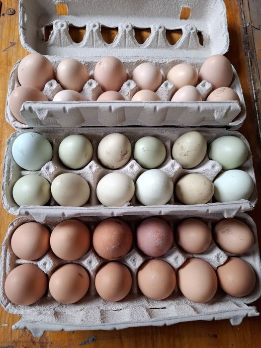 Ovos  caseiros para consumo e incubação