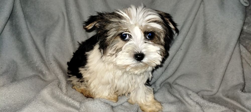 Yorkshire terrier biewer suczka