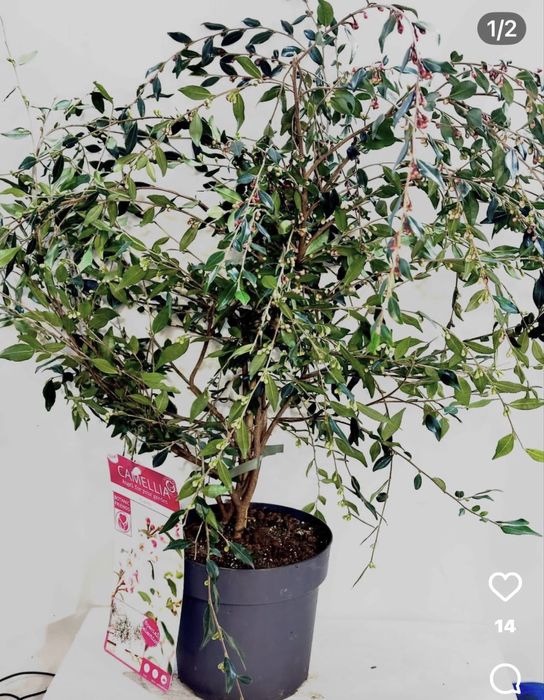 Камеліі в асортименті. Доставка по Україні.