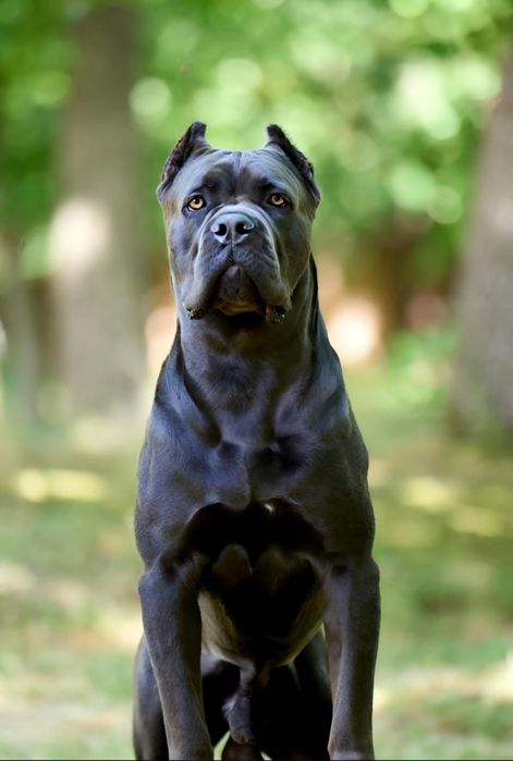 Кане-корсо вязка