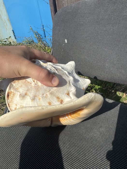 Мушля велика Касіс, Cassis,(Кассис) 30 см без сколов