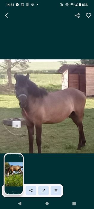 Wałach Huculski 4Lata