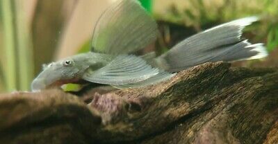 PROMOCJA Zbrojnik GLonojad Ancistrus zielony smok Green Dragon LongFin