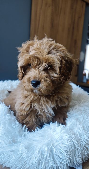 **Cavapoo** cudowny piesek!