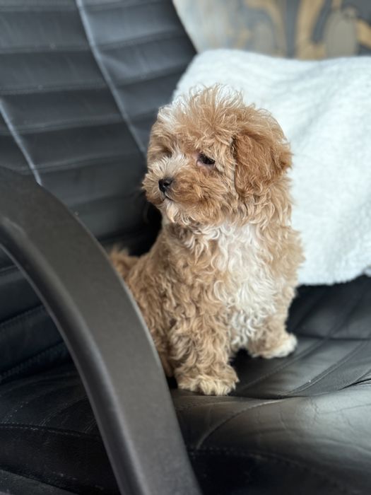 Мальтипу мальчик мини микро тикап