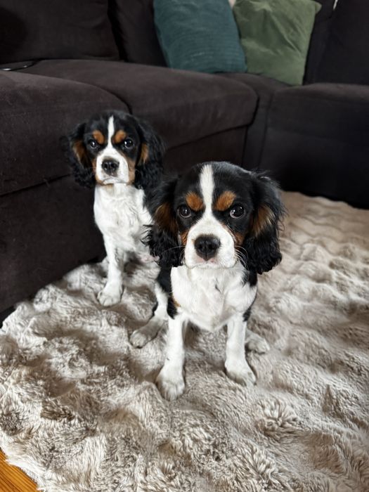 Cavalier king charles spaniel