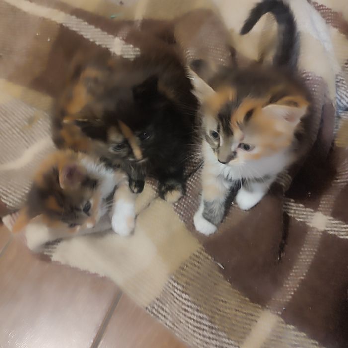 Котинята в добрі рукі