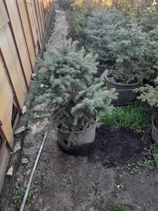 Декоративные растения