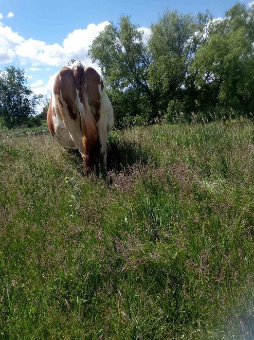 Продаю тільну корову
