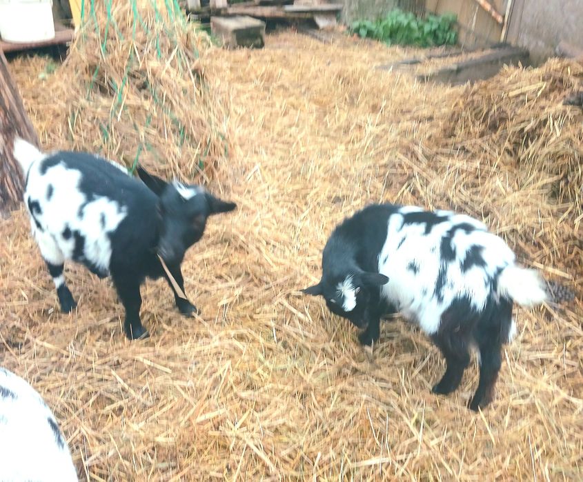 Камерунські кози. Голландській гном. Міні кози 4 місяці