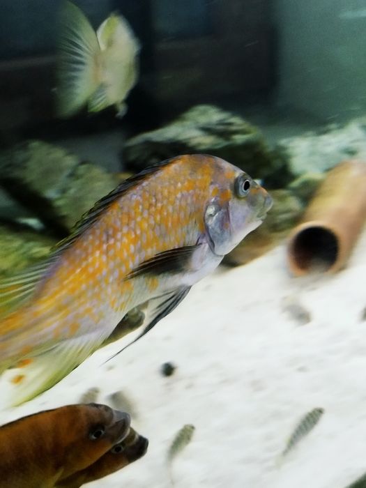 Petrochromis kasumbe kibige tanganika dzikie dorosłe