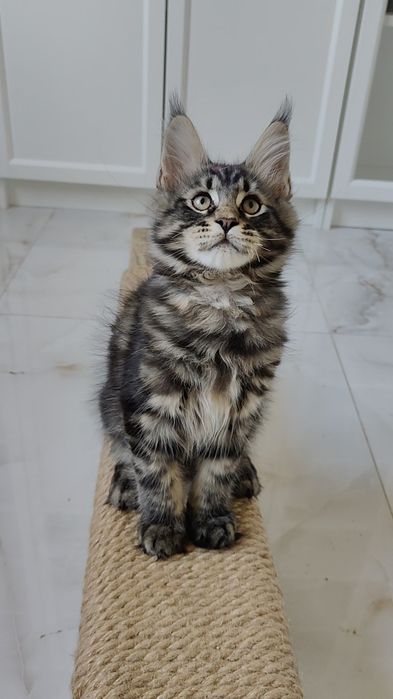 Maine coon rodowód FPL