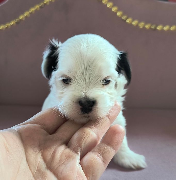 Śliczny Piesek Yorkshire Terrier Biewer