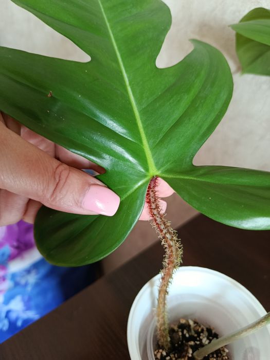 Филодендрон Чешуеносный.