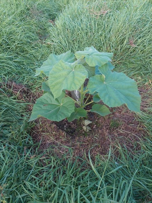 Sadzonki drzewo tlenowe paulownia oxytree, gratis system nawadniający