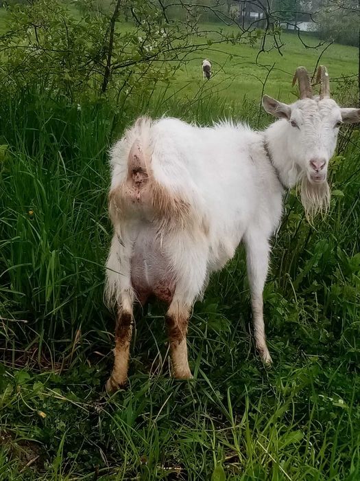 Продам кози зааненська