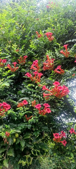 Datury, hortensje, hibiskusy i inne kwiaty ogrodowe
