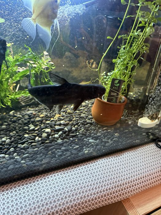 Pangassius entre 15/20 cm