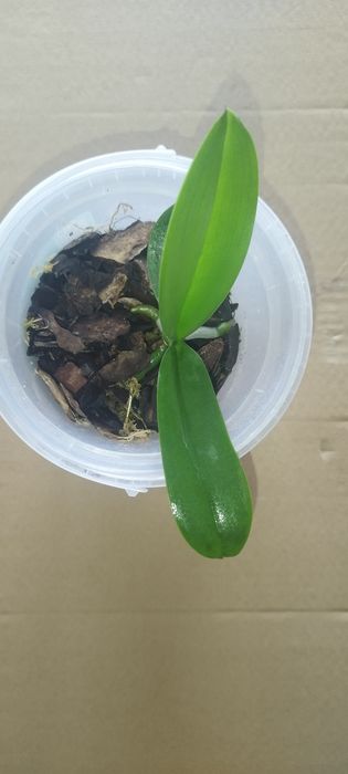орхідея phal. bro red king