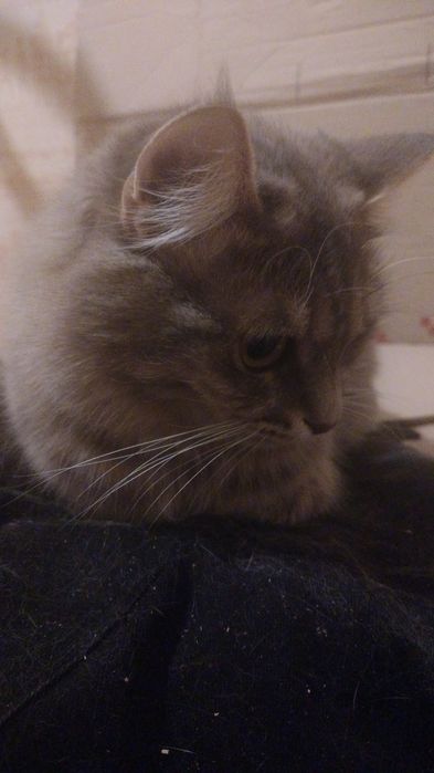 Будинок для котика найкраща цiна!