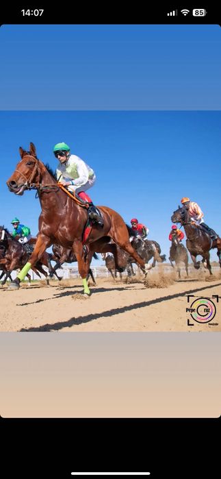 Vendo Égua puro sangue