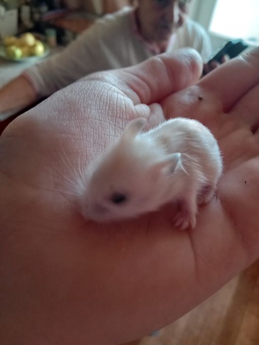 Хом'ячки порода Джунгарики 150 грн