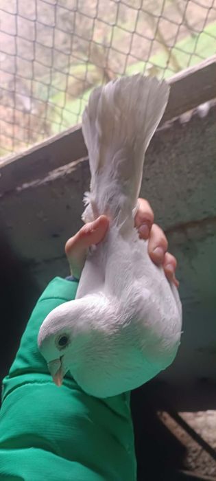 Sprzedam gołębie ozdobne