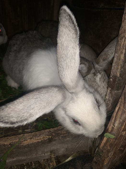 Продам кролі 3 місяці