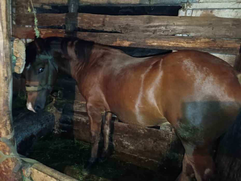Продам коника огірця жеребця