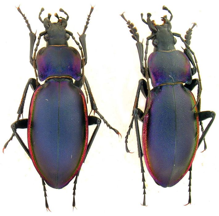 жужелиця фіолетова, коллекция насекомые комахи, жуки, ентомологія